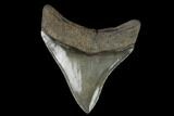 Serrated, Fossil Megalodon Tooth #129988-1
